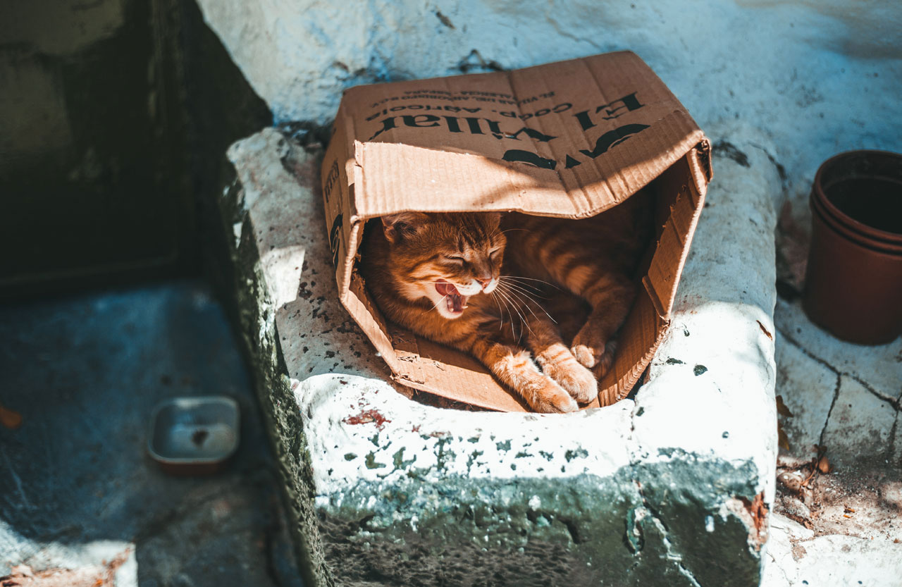 cat